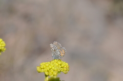 Euphilotes battoides