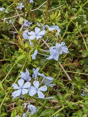 Plumbago auriculata