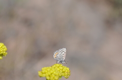 Euphilotes battoides