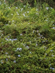 Plumbago auriculata