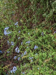 Plumbago auriculata