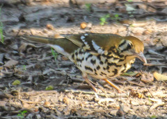 Geokichla guttata