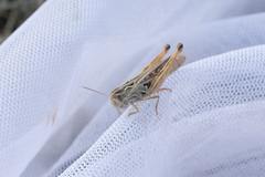 Stenobothrus fischeri
