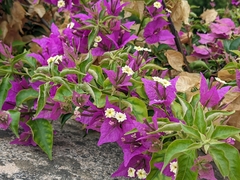 Bougainvillea glabra
