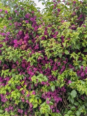Bougainvillea glabra