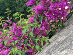 Bougainvillea glabra