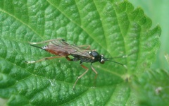 Ischnus inquisitorius