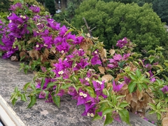 Bougainvillea glabra