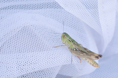 Stenobothrus fischeri