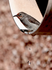 Myzomela erythrocephala