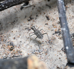 Hipparidium interruptum