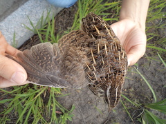 Coturnix japonica