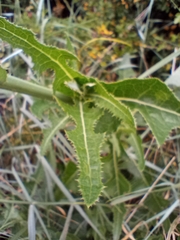 Sonchus arvensis