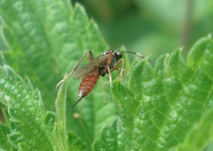 Ischnus inquisitorius