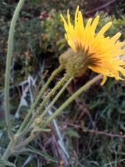 Sonchus arvensis