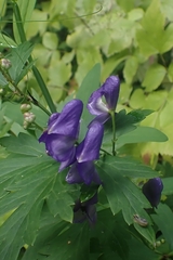 Aconitum volubile