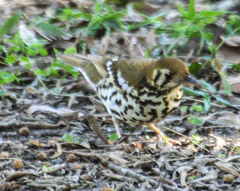 Geokichla guttata