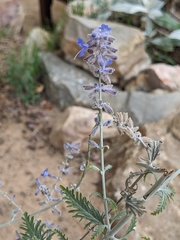 Salvia