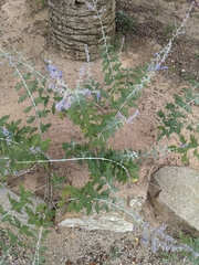 Salvia