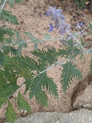 Salvia