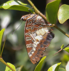 Charaxes brutus
