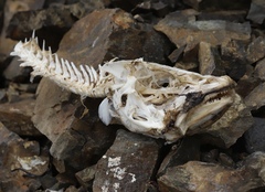 Gadiformes