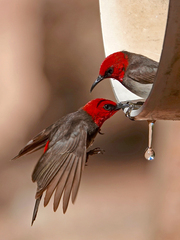 Myzomela erythrocephala
