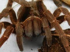 Pelinobius muticus