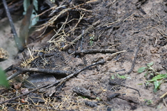 Hipparidium interruptum