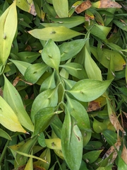Ruscus hypophyllum