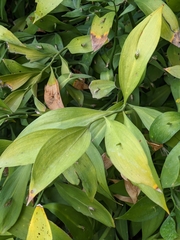 Ruscus hypophyllum