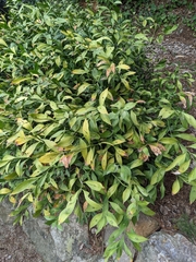 Ruscus hypophyllum