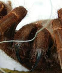 Pelinobius muticus