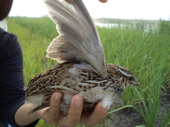 Coturnix japonica