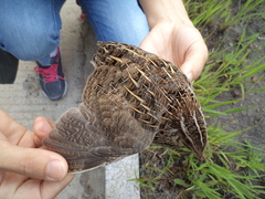 Coturnix japonica