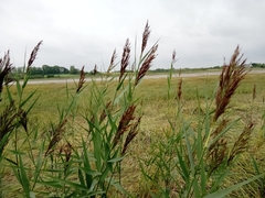Phragmites australis