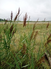 Phragmites australis