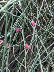 Ephedra fragilis fragilis