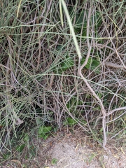 Ephedra fragilis fragilis