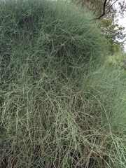 Ephedra fragilis fragilis