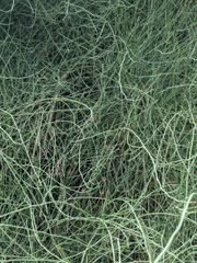 Ephedra fragilis fragilis
