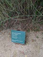 Ephedra fragilis fragilis