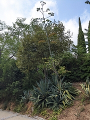 Agave