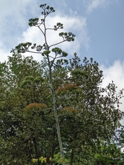 Agave