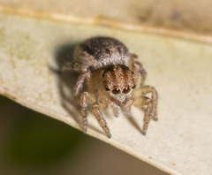 Maratus flavus