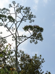 Agave