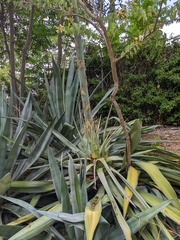 Agave