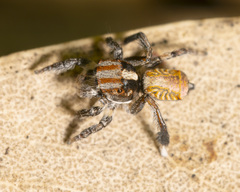 Maratus flavus