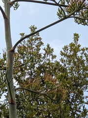 Agave