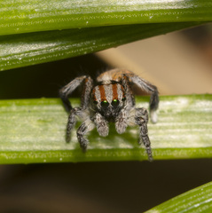 Maratus flavus